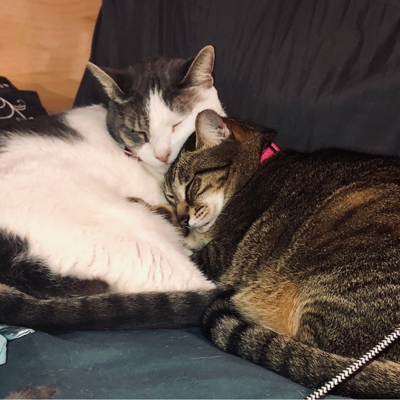 Meet your Posher, Suzie - Picture 12 of 16